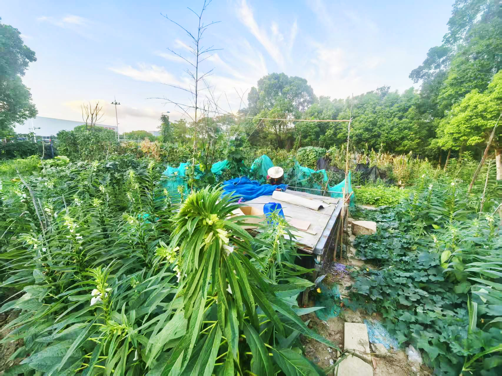 從一片荒地到碩果滿枝，我們的小菜園藏著這些故事